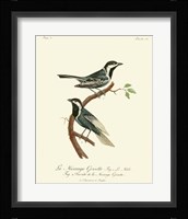 Vintage French Birds III Framed Print