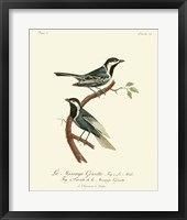 Vintage French Birds III Fine Art Print