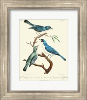 Vintage French Birds IV Fine Art Print