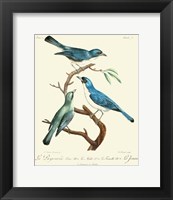 Vintage French Birds IV Fine Art Print