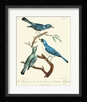 Vintage French Birds IV Framed Print