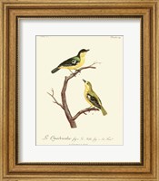 Vintage French Birds V Fine Art Print