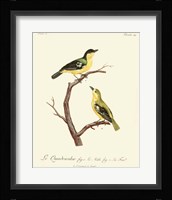 Vintage French Birds V Framed Print