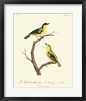 Vintage French Birds V Fine Art Print