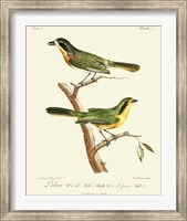 Vintage French Birds VI Fine Art Print