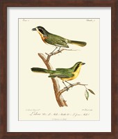 Vintage French Birds VI Fine Art Print