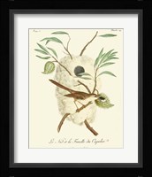 Vintage French Birds VII Framed Print