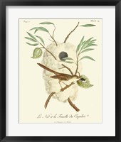 Vintage French Birds VII Fine Art Print