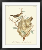 Vintage French Birds VIII Fine Art Print