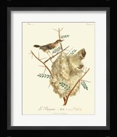 Vintage French Birds VIII Framed Print