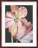 Pastel Parrot Tulips II Fine Art Print