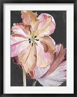 Pastel Parrot Tulips II Fine Art Print