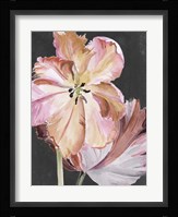 Pastel Parrot Tulips II Framed Print