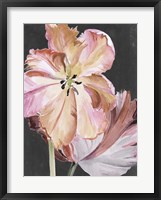 Pastel Parrot Tulips II Framed Print