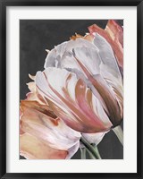 Pastel Parrot Tulips III Fine Art Print