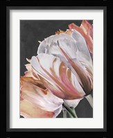 Pastel Parrot Tulips III Framed Print