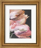 Pastel Parrot Tulips IV Fine Art Print