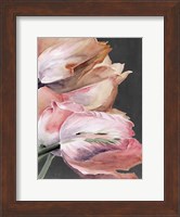 Pastel Parrot Tulips IV Fine Art Print