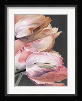 Pastel Parrot Tulips IV Framed Print