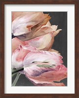 Pastel Parrot Tulips IV Fine Art Print