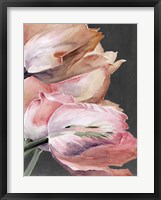 Pastel Parrot Tulips IV Framed Print