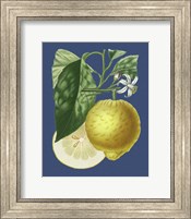 French Lemon on Navy I Fine Art Print