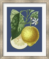French Lemon on Navy I Fine Art Print