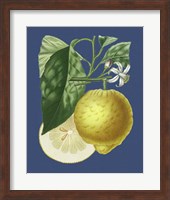 French Lemon on Navy I Fine Art Print