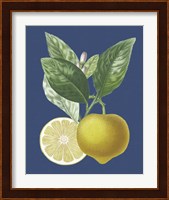 French Lemon on Navy II Fine Art Print