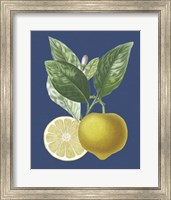 French Lemon on Navy II Fine Art Print