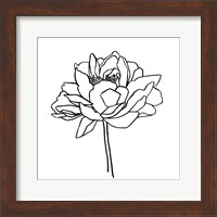 Peony Contour II Fine Art Print