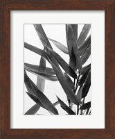 B&W Bamboo IV Fine Art Print