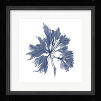 Navy Seaweed I Fine Art Print