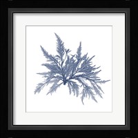 Navy Seaweed V Fine Art Print