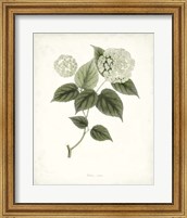 Sage Botanical I Fine Art Print