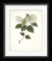 Sage Botanical I Framed Print