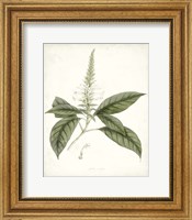 Sage Botanical II Fine Art Print
