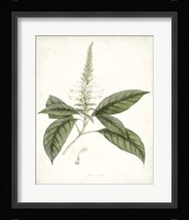 Sage Botanical II Framed Print