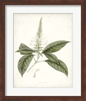 Sage Botanical II Fine Art Print