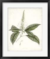 Sage Botanical II Framed Print