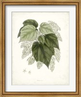 Sage Botanical III Fine Art Print