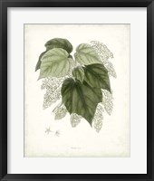 Sage Botanical III Framed Print