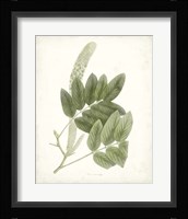 Sage Botanical IV Fine Art Print
