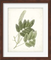 Sage Botanical IV Fine Art Print