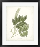 Sage Botanical IV Framed Print