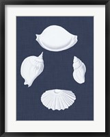 Coquillages Blancs I Framed Print