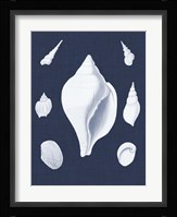 Coquillages Blancs II Fine Art Print