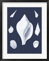 Coquillages Blancs II Framed Print