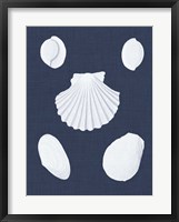 Coquillages Blancs III Framed Print