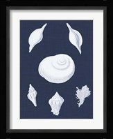Coquillages Blancs IV Fine Art Print